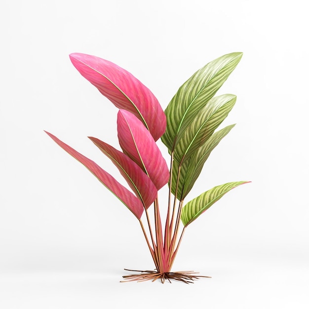 Illustrazione 3d di heliconia indica spectabilis isolata su sfondo bianco