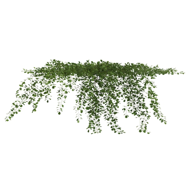 illustrazione 3d di piante sospese isolate su sfondo bianco