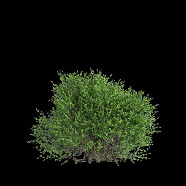 Illustrazione 3D di un cespuglio di Buxus sempervirens isolato su sfondo nero