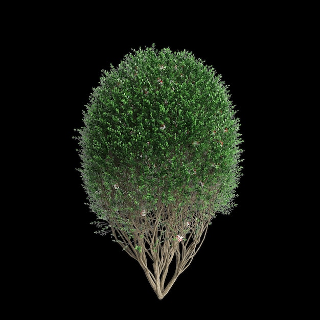 Illustrazione 3D di un cespuglio di Murraya paniculata isolato su sfondo nero