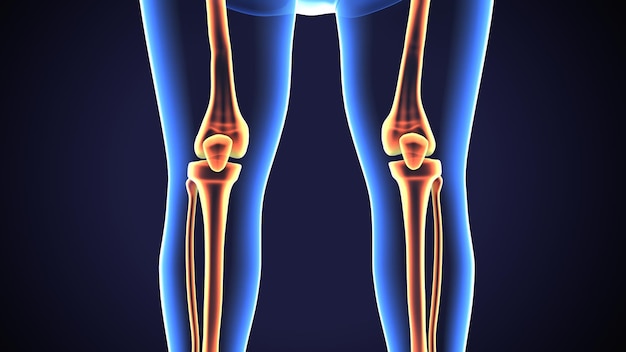 Illustrazione 3D di un ginocchio scheletrico umano