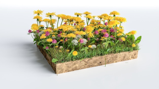 Illustrazione 3D Piazza del campo di fiori d'erba su sfondo bianco