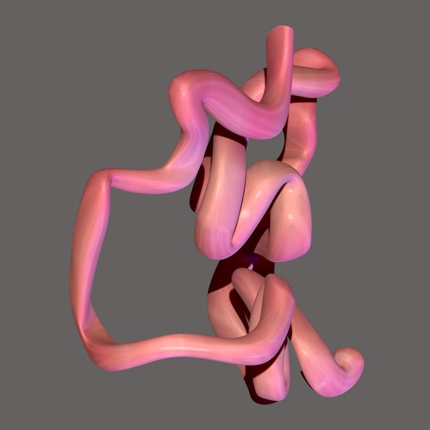 Illustrazione 3D Sistema digerente umano Anatomia Intestino tenue