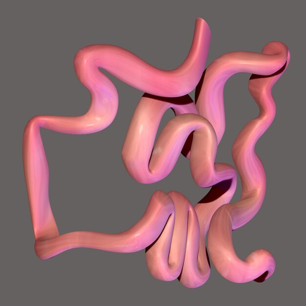 Illustrazione 3D Sistema digerente umano Anatomia Intestino tenue