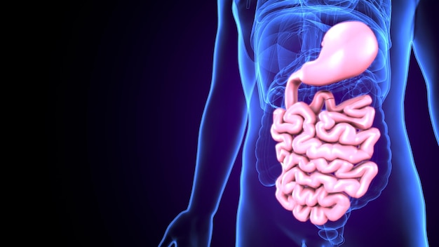 Illustrazione 3D Sistema digestivo umano Anatomia Intestino tenue per concetto medico