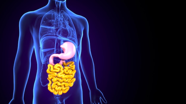 Illustrazione 3D Sistema digestivo umano Anatomia Intestino tenue per concetto medico