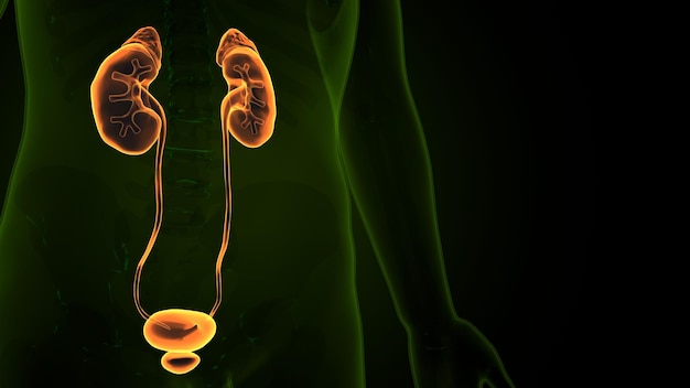 Illustrazione 3D Sistema urinario umano Reni con anatomia della vescica