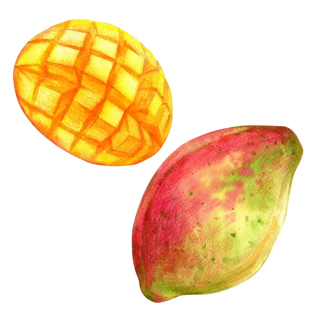 Illustrazione a acquerello disegnata a mano del frutto del mango