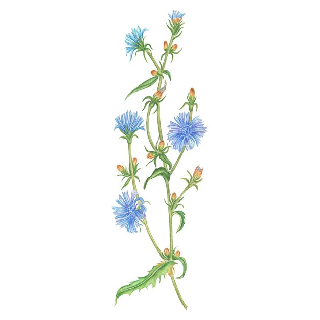 Illustrazione acquerello blu estate cicoria selvatica di campo Composizione di fiori per il design isolato