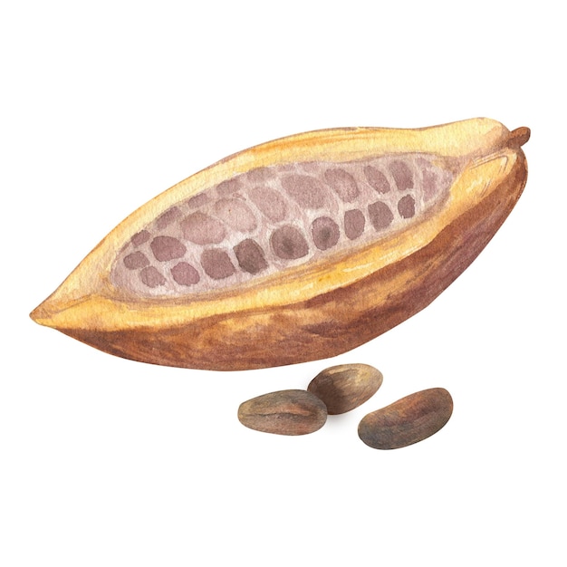 Illustrazione acquerello di frutta di cacao tagliata riempita con semi di cacao o fagioli Illustrazione disegnata a mano isolata Adatto per il menu di progettazione dell'imballaggio