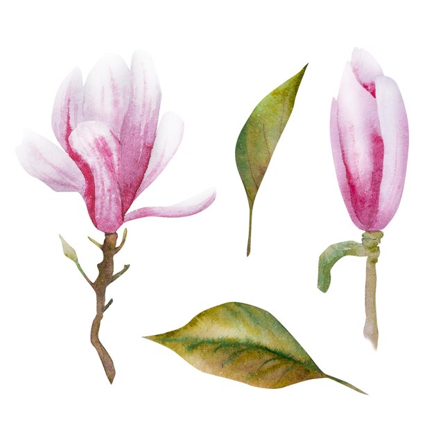 Illustrazione ad acquerello con fiori rosa in fiore e rami di magnolia disegnati a mano