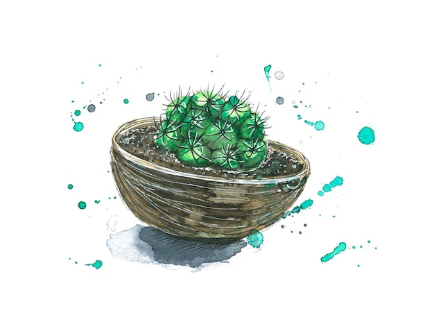 Illustrazione ad acquerello con un cactus piantato in un guscio di cocco