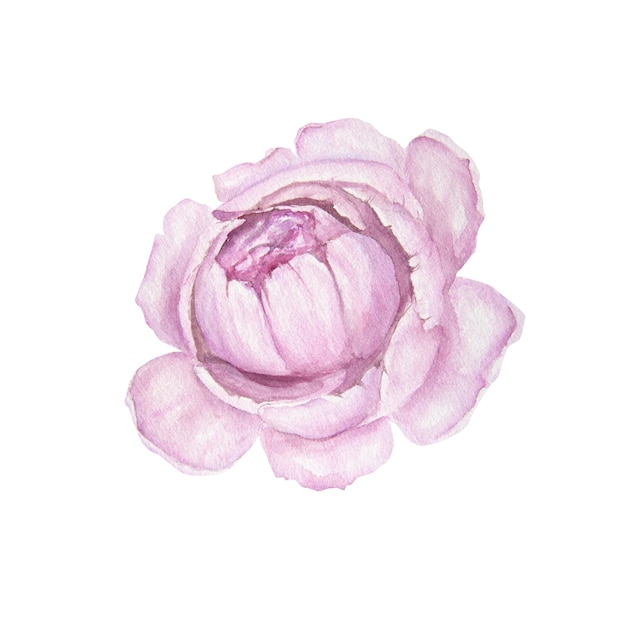 Illustrazione ad acquerello del fiore di peonia rosa isolato