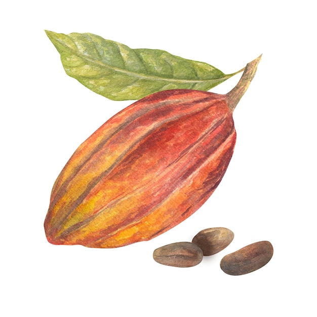 Illustrazione ad acquerello del frutto di cacao rosso con foglia e fagioli Illustrazione disegnata a mano isolata Adatto per il menu di progettazione dell'imballaggio