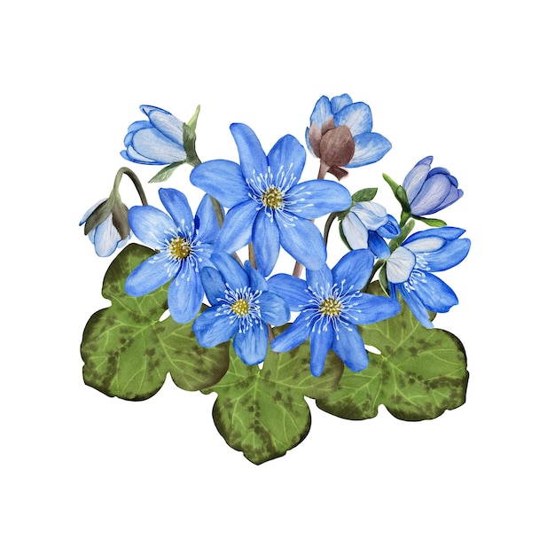 Illustrazione ad acquerello di fiori di primavera blu Hepatica isolato su sfondo bianco Biglietto dipinto a mano Biglietto di auguri