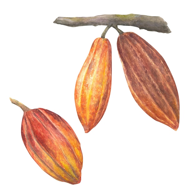 Illustrazione ad acquerello di frutti di cacao rossi e marroni su un set di rami Illustrazione disegnata a mano isolata Adatta per il design del packaging per il menu dei prodotti al cioccolato