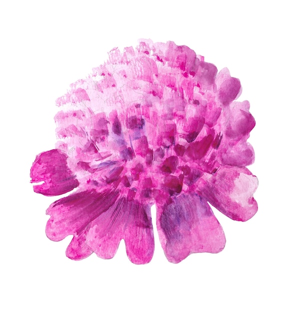 Illustrazione ad acquerello di peonia rosa Fiore botanico su uno sfondo bianco isolato per il tuo design