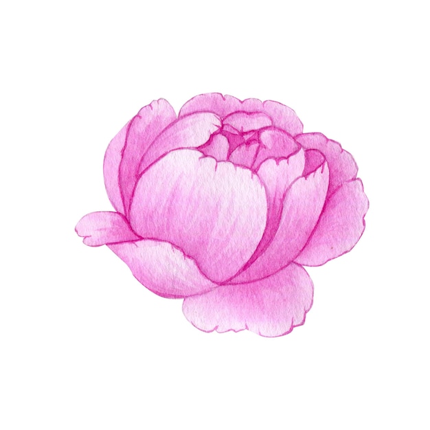 Illustrazione ad acquerello di peonia rosa