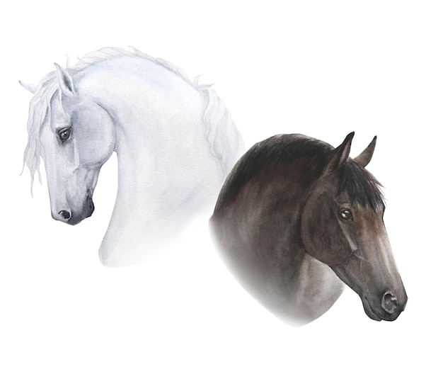 Illustrazione ad acquerello di ritratti di due cavalli isolati su sfondo bianco