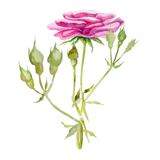 Illustrazione ad acquerello di rose disegnate a mano Per la progettazione di carte inviti pubblicità