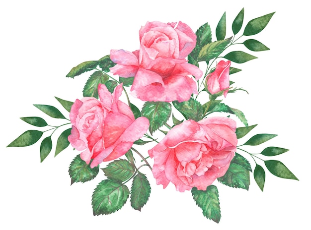 Illustrazione ad acquerello di rose rosa