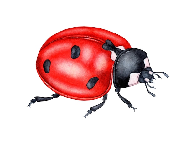 Illustrazione ad acquerello di un carino coleottero rosso volante insetti cartoni animati luminosi Composizione per manifesti cartoline banner volantini copertine manifesti e altri prodotti di stampa Isolati