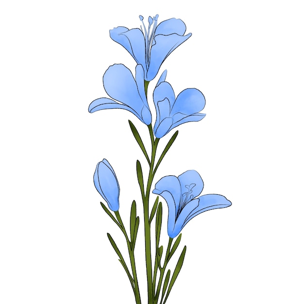 Illustrazione ad acquerello di un fiore di freesia blu su sfondo bianco