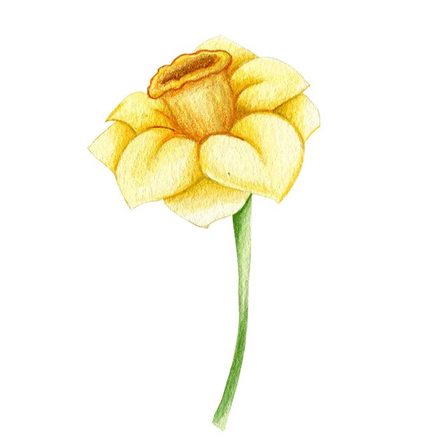 Illustrazione ad acquerello di un fiore di narciso giallo