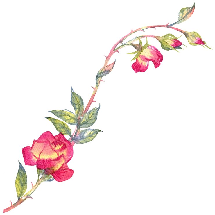 Illustrazione ad acquerello di un fiore di rosa isolato su sfondo bianco