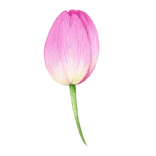 Illustrazione ad acquerello di un fiore di tulipano rosa