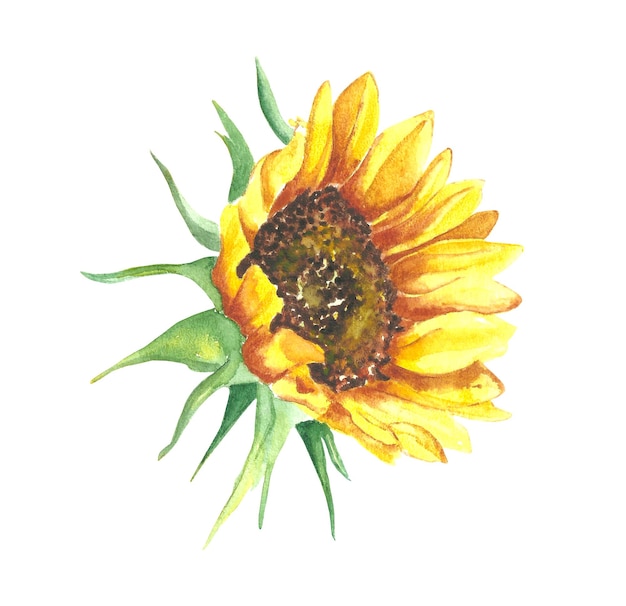 Illustrazione ad acquerello di un girasole