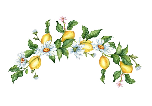 Illustrazione ad acquerello di una cornice di limoni gialli succosi fiori boccioli e margherite ghirlanda tropicale isolata su sfondo bianco cibo delizioso per design stampa tessuto sfondo cartelloni