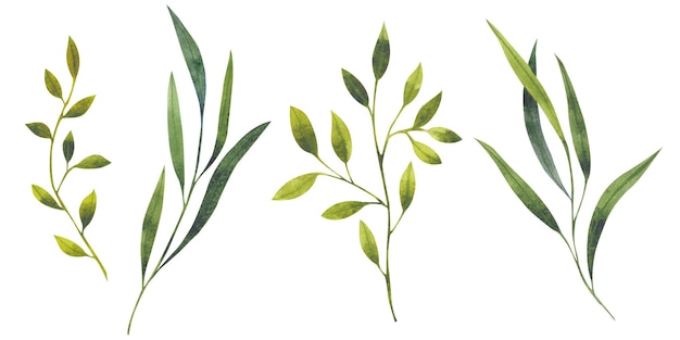 Illustrazione ad acquerello di una foglia verde Elemento isolato su sfondo bianco Clipart botanico vegetale per cartoline inviti modelli sfondi