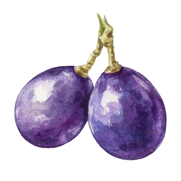 Illustrazione ad acquerello di uve scure Elemento di uva viola organico maturo realistico