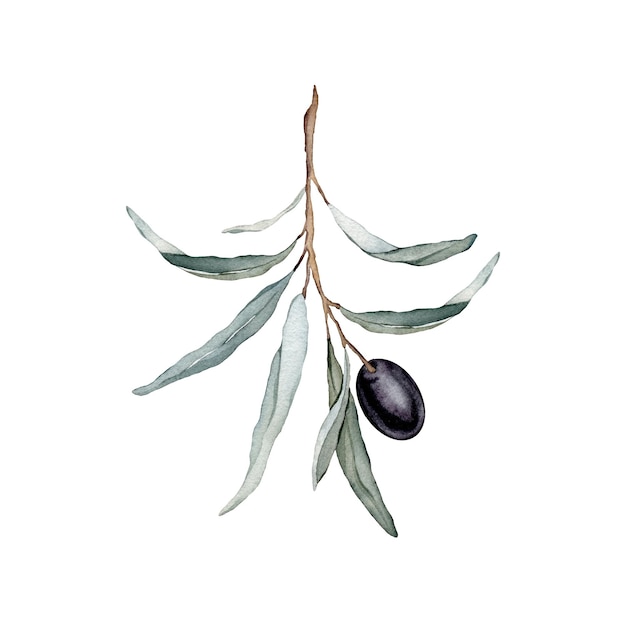 Illustrazione ad acquerello Ramo d'ulivo nero Elementi di design ad acquerello disegnati a mano decorazioni con foglie di rami di frutti di ulivo