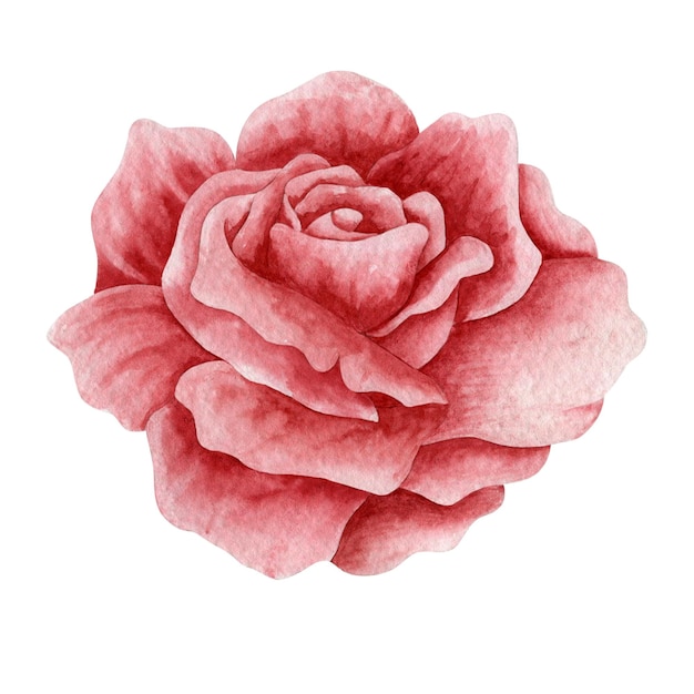 Illustrazione ad acquerello rosa rossa isolato su sfondo bianco.