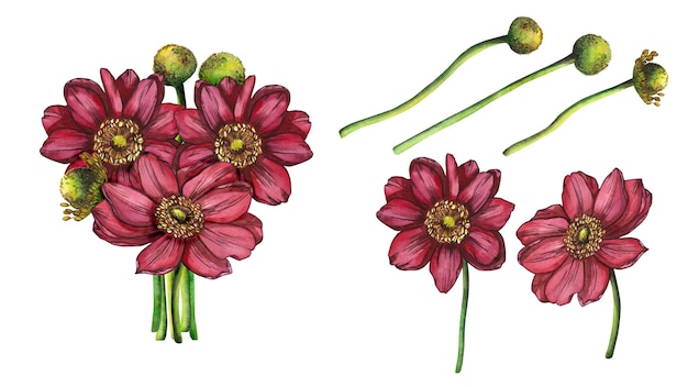 Illustrazione ad acquerello un bouquet di anemoni rosa brillante con verde isolato da un bouquet su sfondo bianco