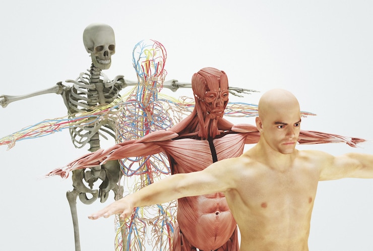 Foto illustrazione anatomica dell'uomo su sfondo bianco