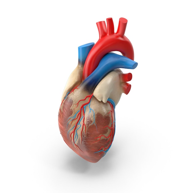 Illustrazione anatomica dettagliata di un cuore umano con arterie e vene