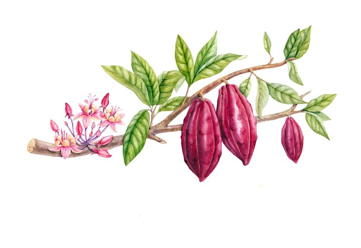 Illustrazione botanica. Accumulazione della filiale del cacao dell'acquerello isolata su bianco.
