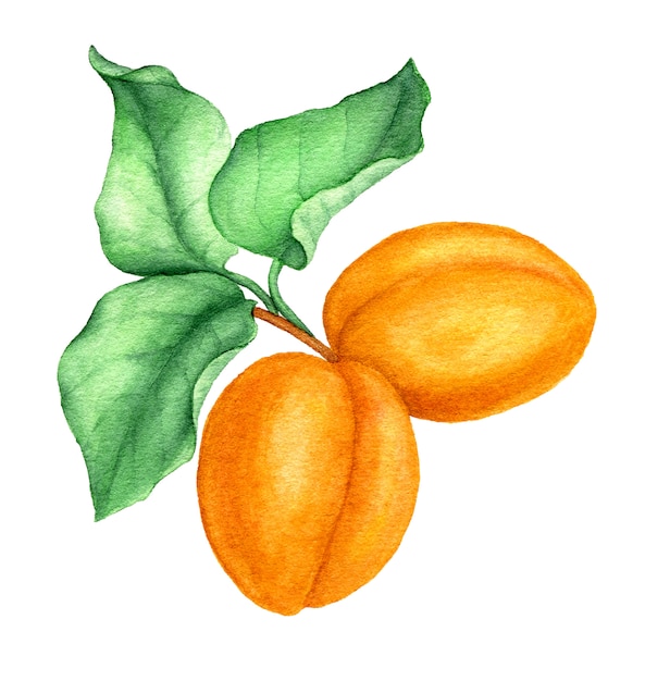 Illustrazione botanica dell'acquerello d'annata del ramo dell'albicocca