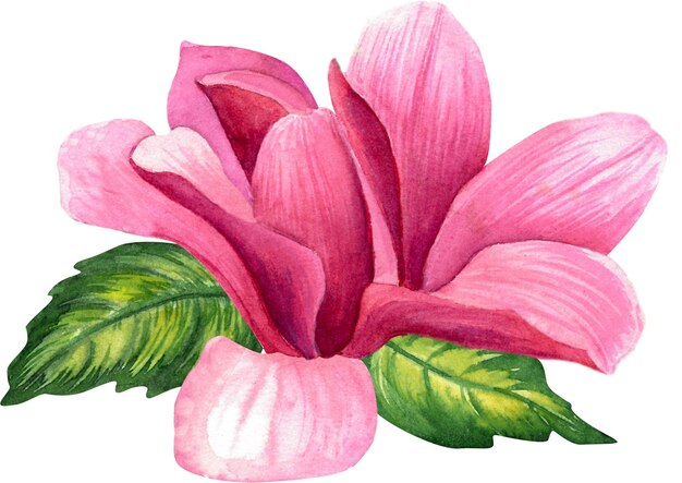 Illustrazione botanica dell'acquerello dei fiori della magnolia