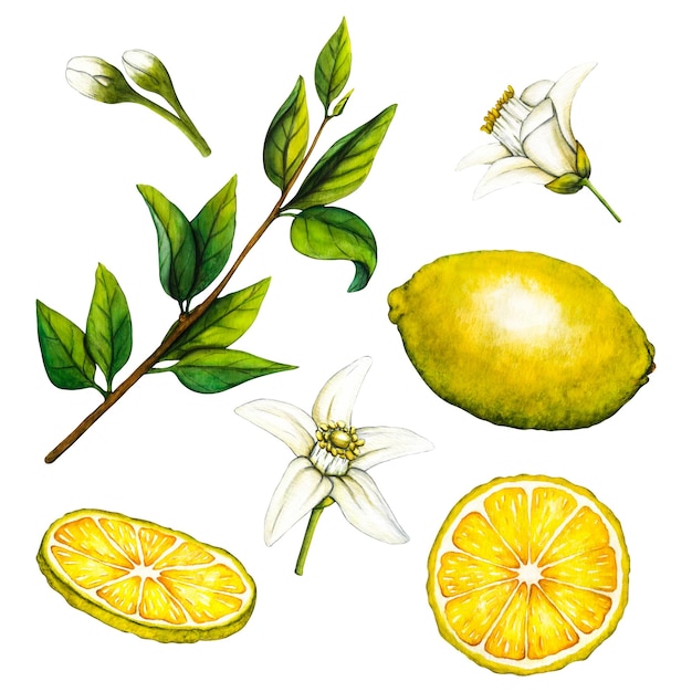 Illustrazione botanica dell'acquerello del ramo di un albero di limone con fiori su sfondo bianco per il design