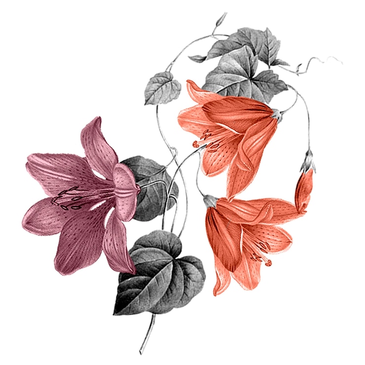 Foto illustrazione botanica floreale