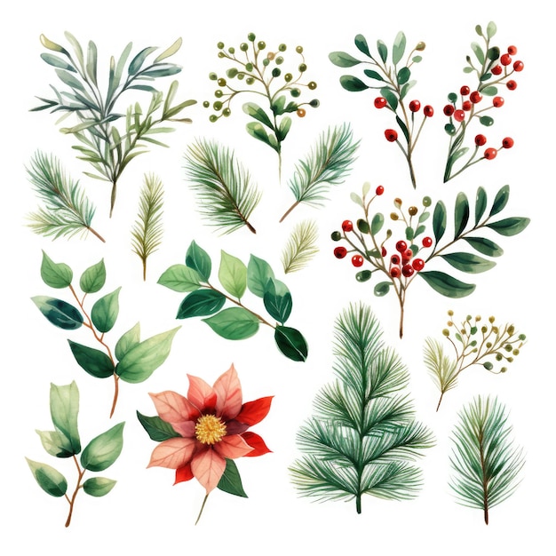 Illustrazione botanica natalizia