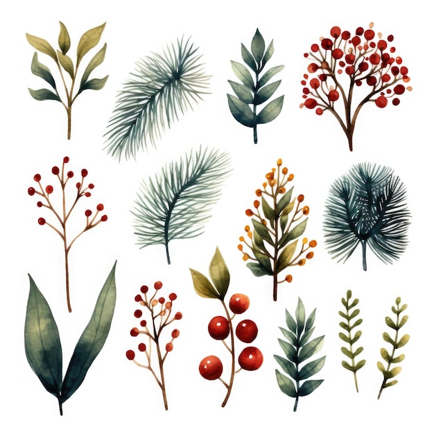 Illustrazione botanica natalizia