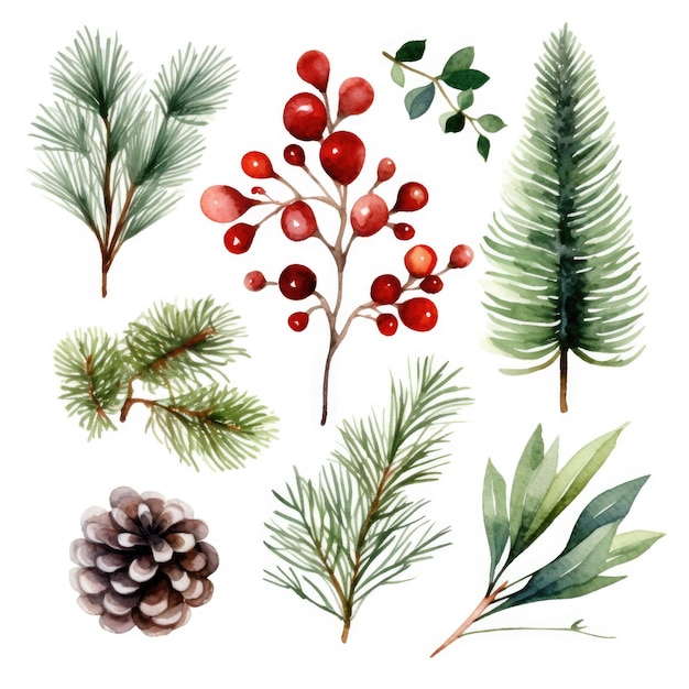 Illustrazione botanica natalizia