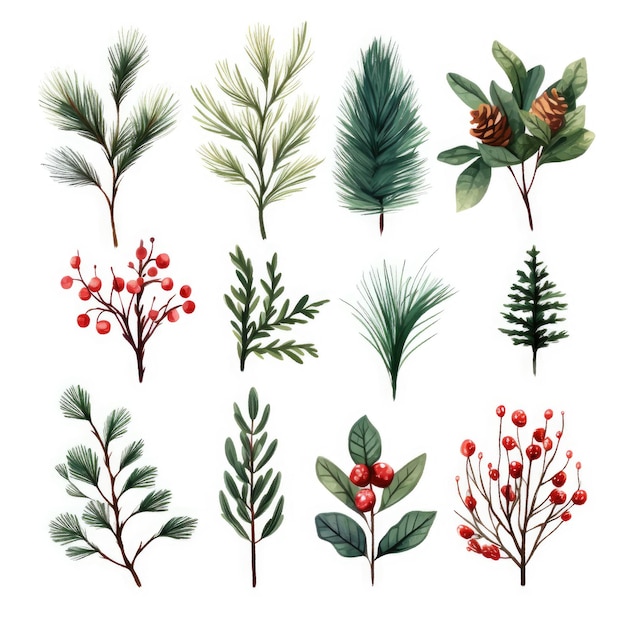 Illustrazione botanica natalizia