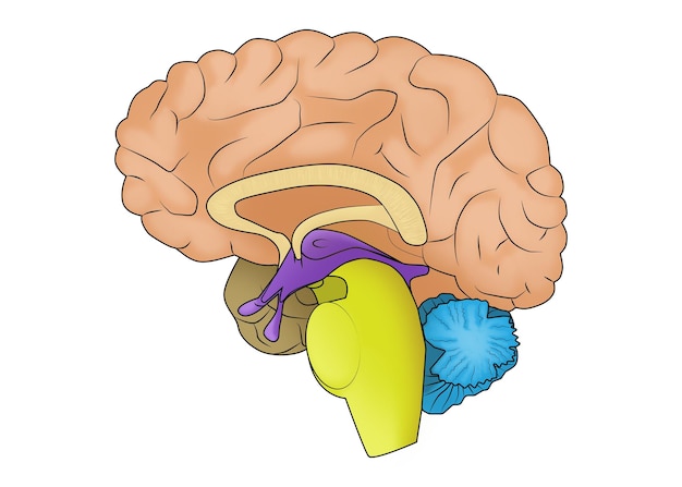 Illustrazione del cervello umano su sfondo bianco