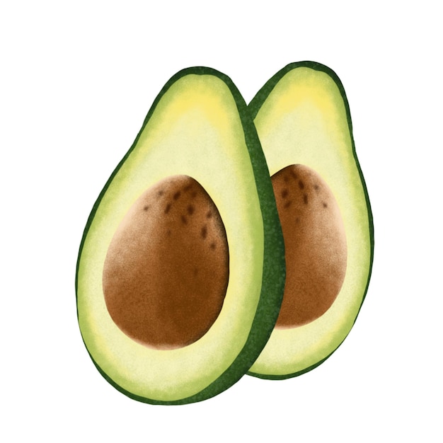 illustrazione del frutto di avocado